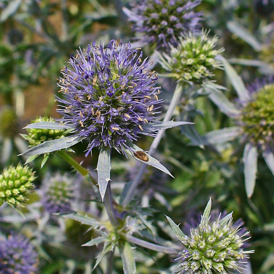 Синеголовник (Eryngium)