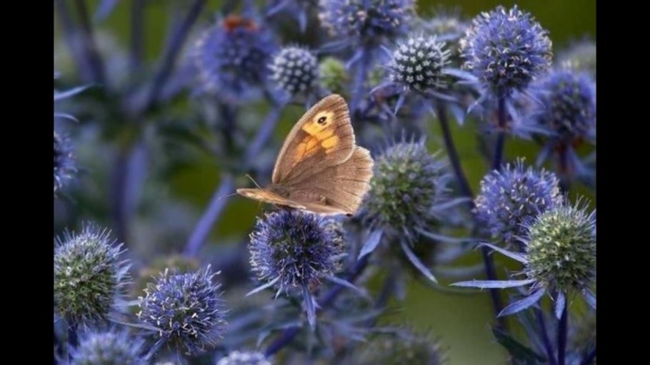 Синеголовник Альпийский Planum