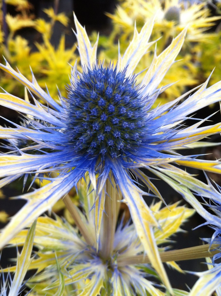 Синеголовник плосколистный (Будяк синий, чертополох)