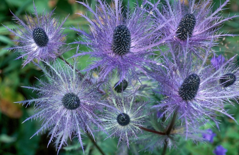 Синеголовник (Eryngium)