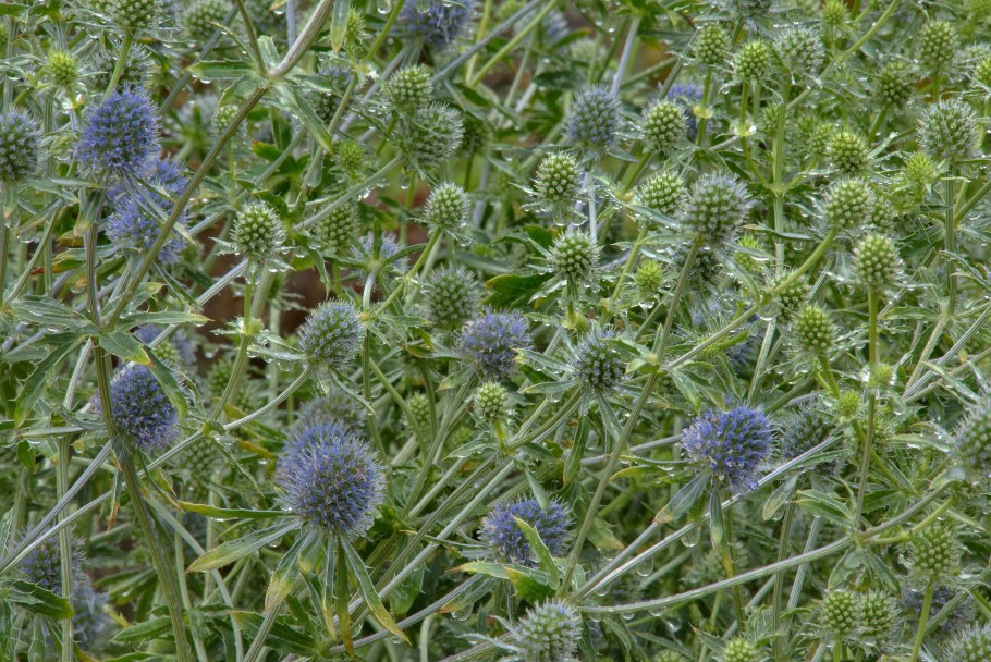 Синеголовник Альпийский 'Blue Star'