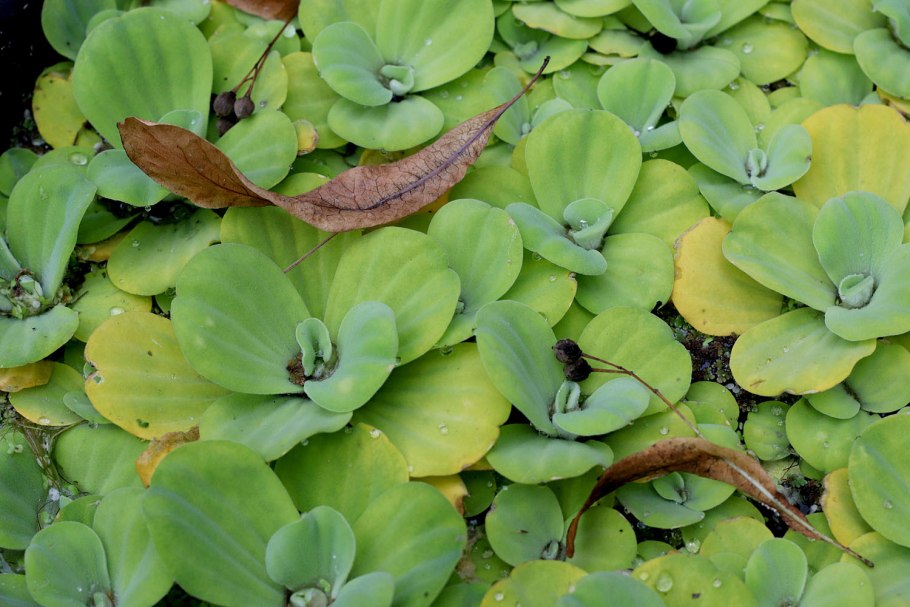 Криптокорина Грин Гекко