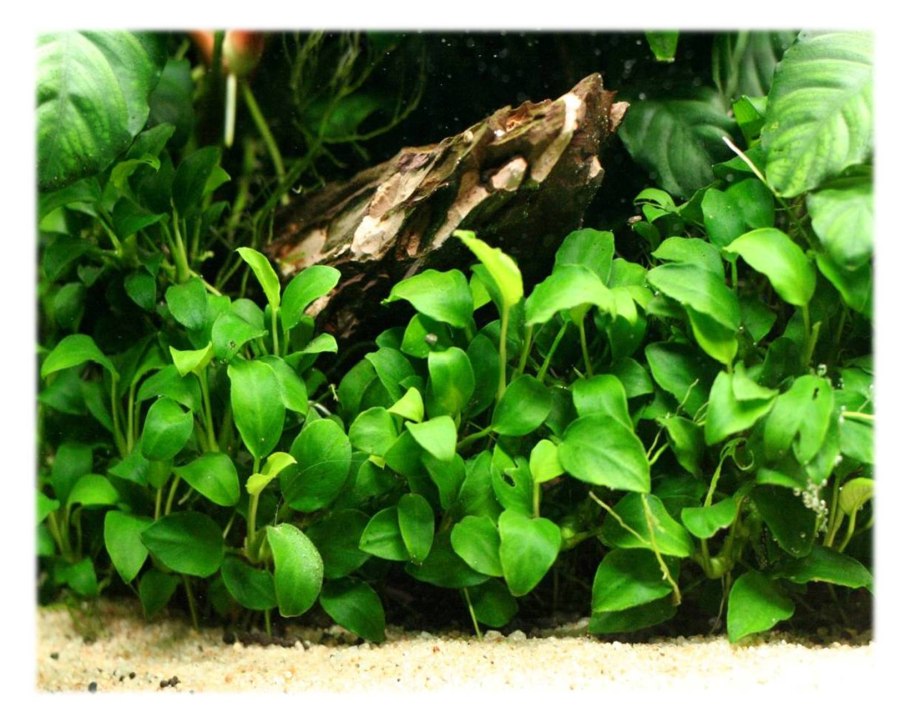 Криптокорина лагенандра