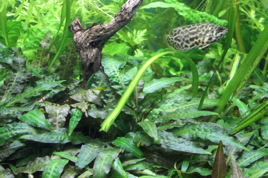 Фуртадо Суматранская