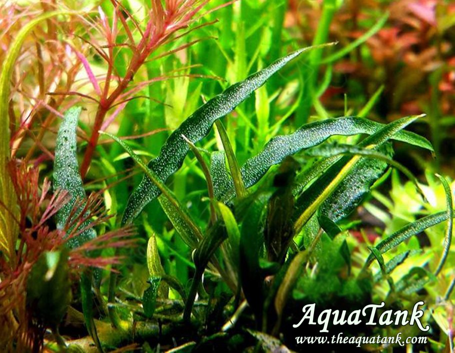 Анубиас грациозный аквариумное растение