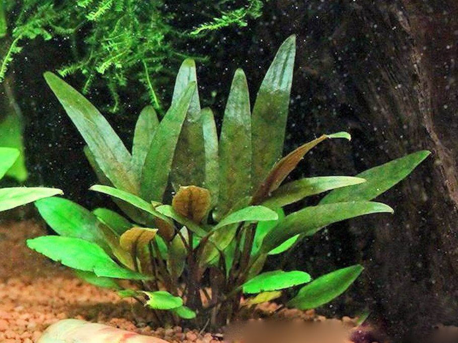 Анубиас кофефолия