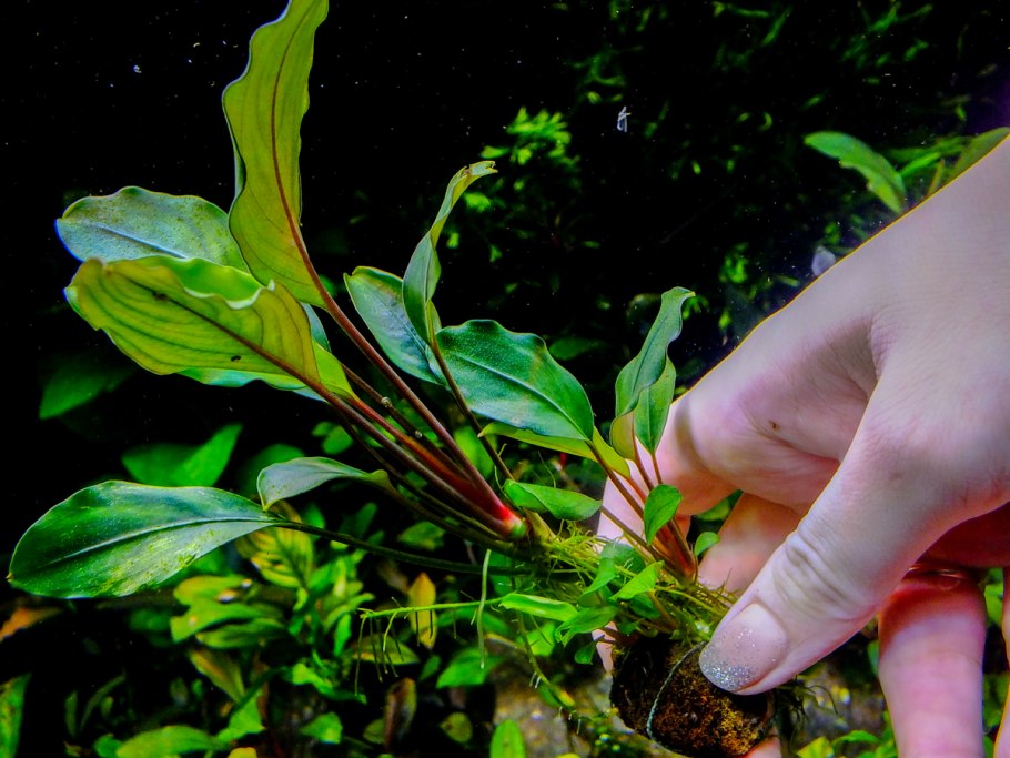 Криптокорина розанервиг / Cryptocoryne cordata Rosanervig