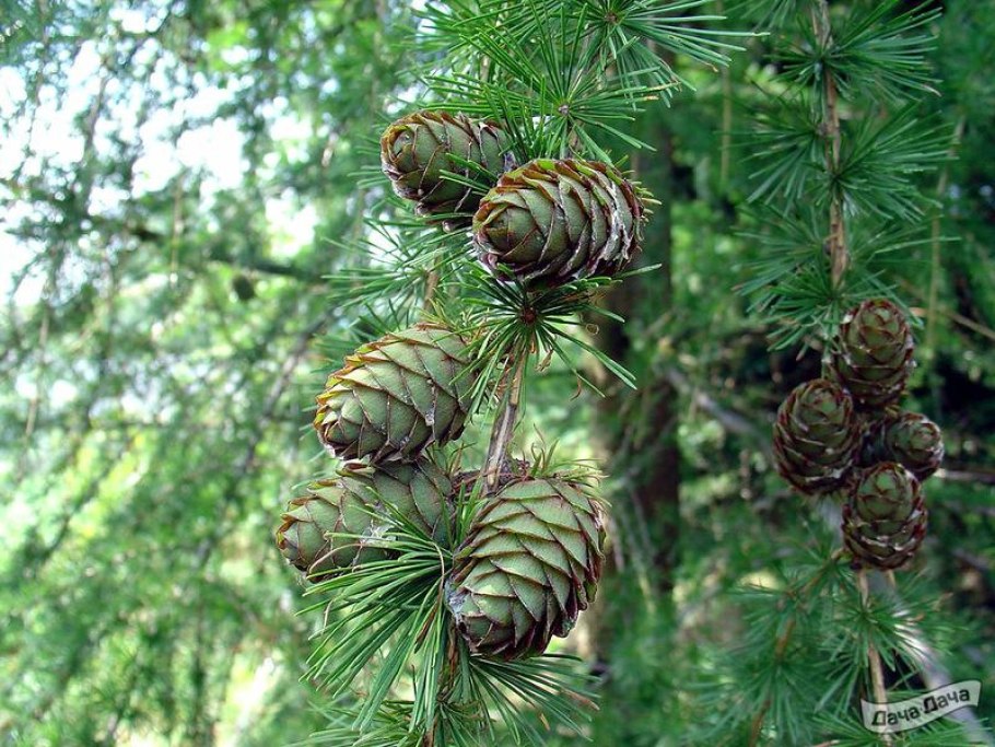 Larix sibirica семена
