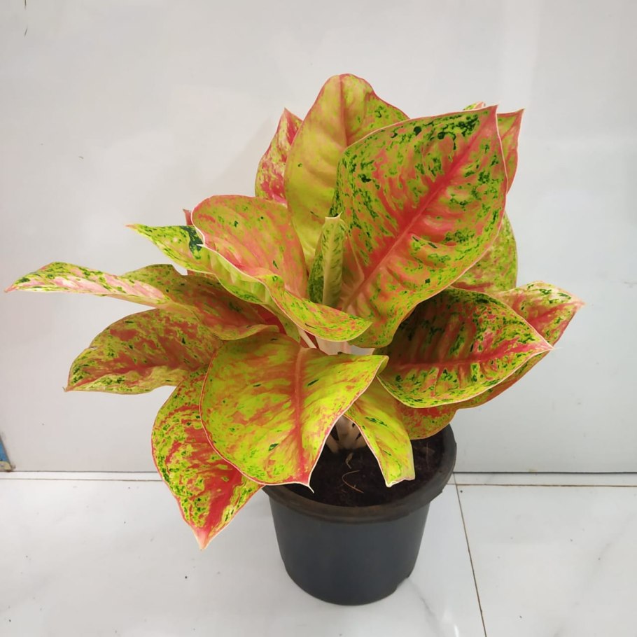 Аглаонема леди Валентина