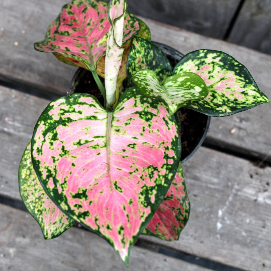 Аглаонема оранж Стар