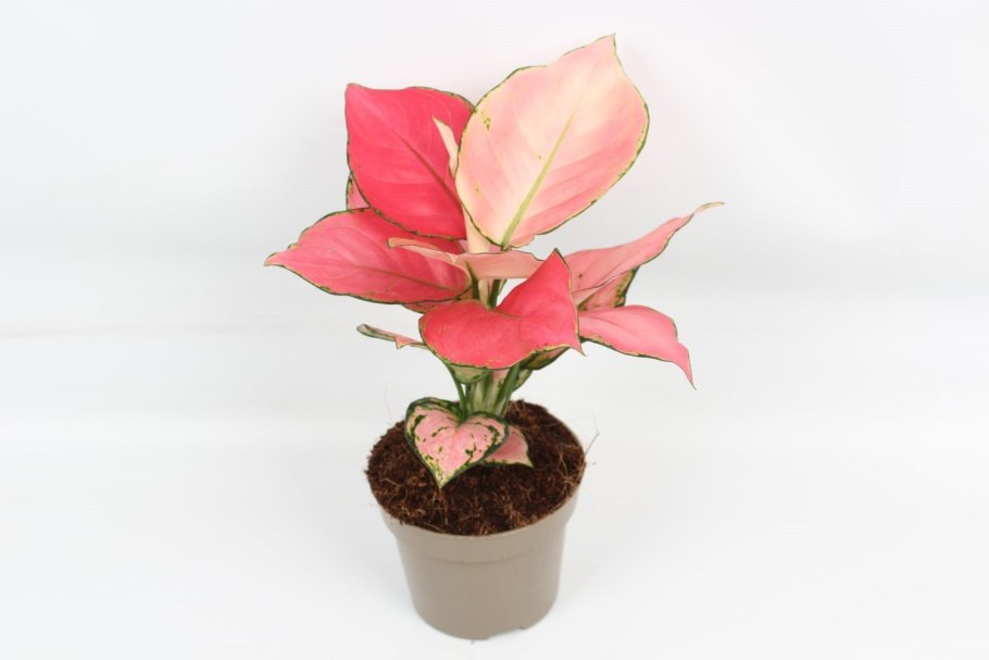 Аглаонема дарк Пинк