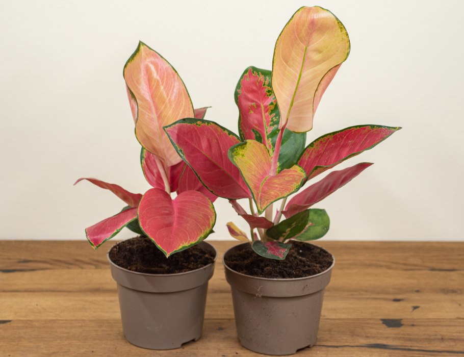 Аглаонема Фламинго в Москве