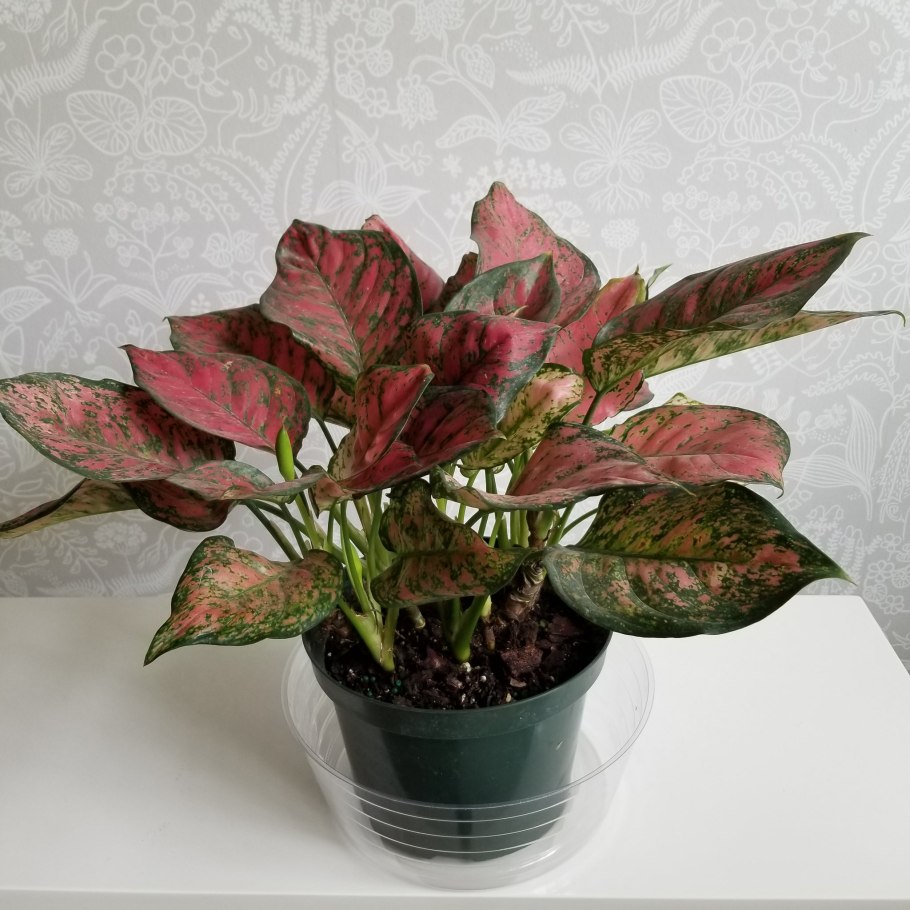 Аглаонема Легаси