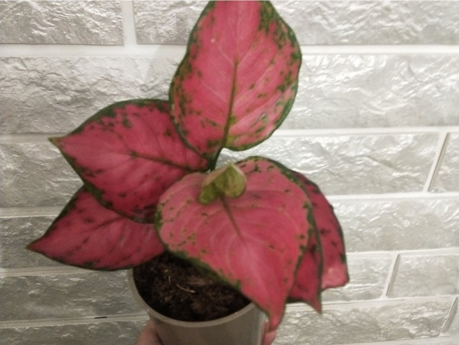 Аглаонема Липстик Грин