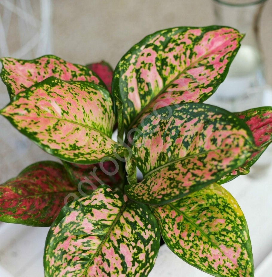 Аглаонема Махараджи