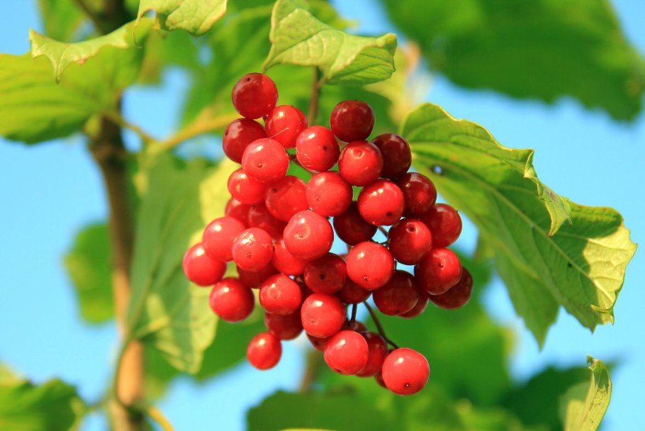 Калина обыкновенная (Vibúrnum ópulus)