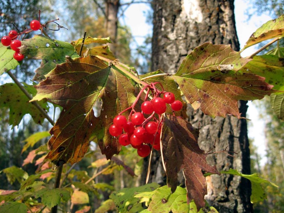 Калина обыкновенная Жолобовская