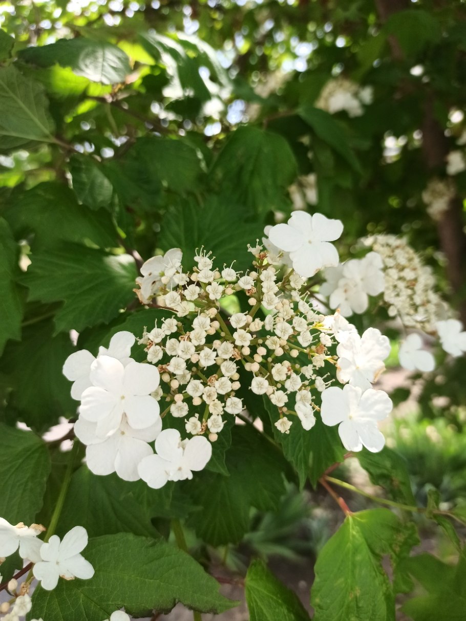 Калина обыкновенная Родина