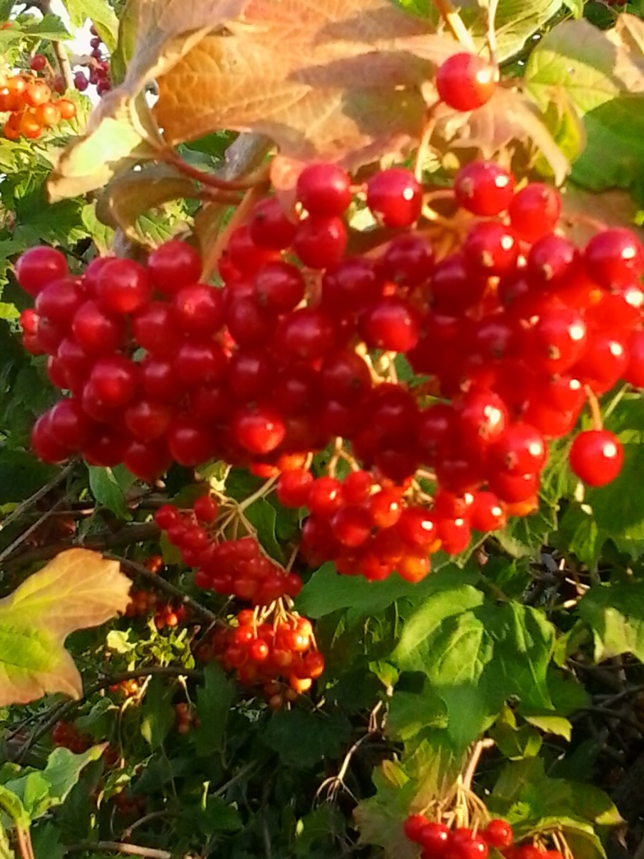 Калина обыкновенная кустарник