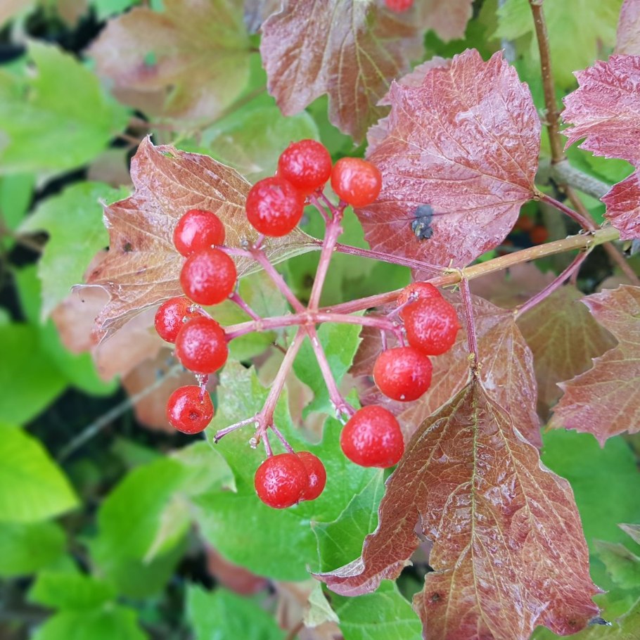 Калина обыкновенная 'Ульгень