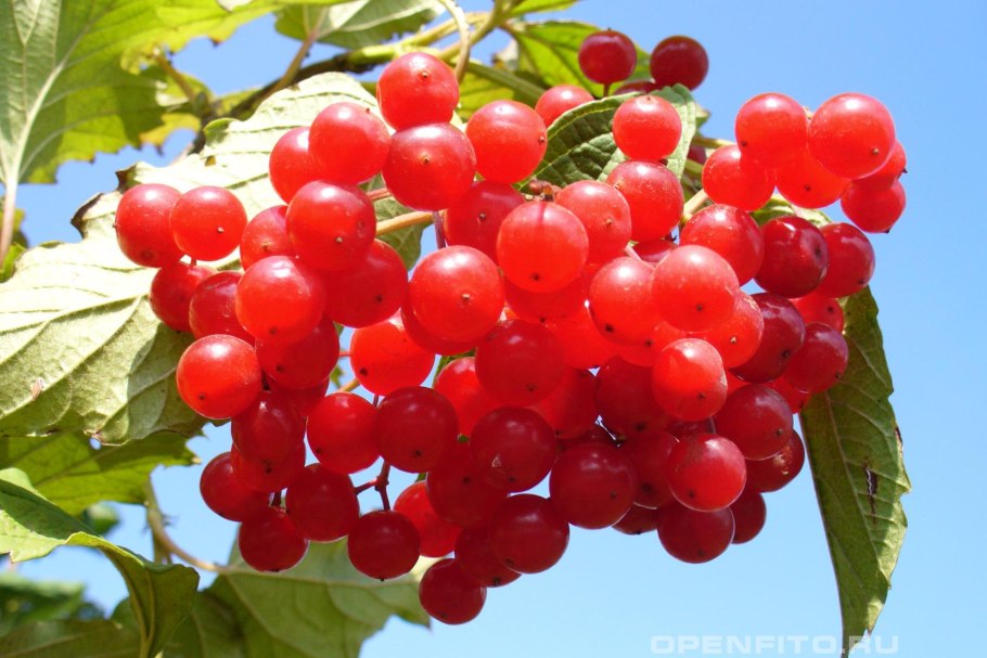 Дуэт Веселуха калины куст