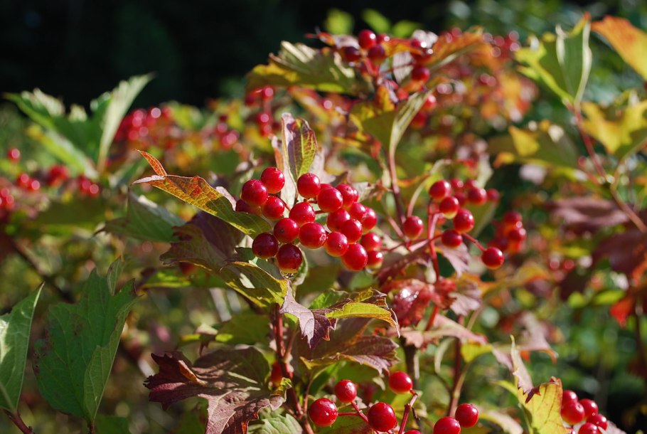 Калина обыкновенная Розеум