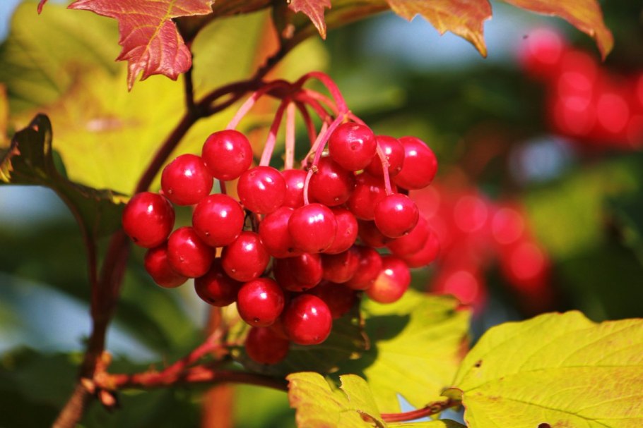Калина обыкновенная Viburnum opulus