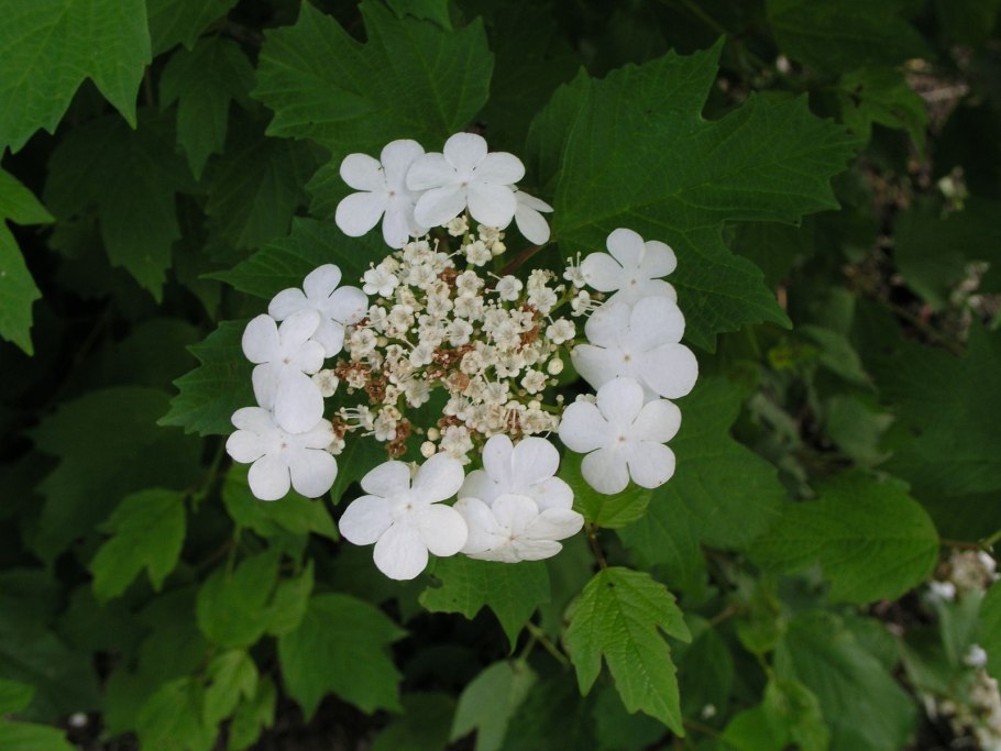 Калина обыкновенная / Viburnum opulus 'compactum'
