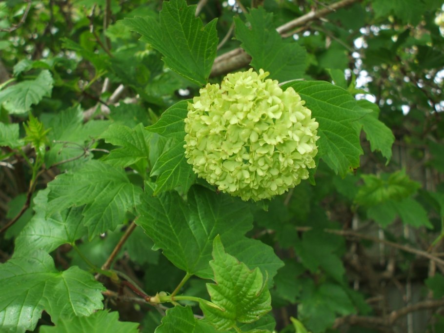 Французская Калина бульденеж