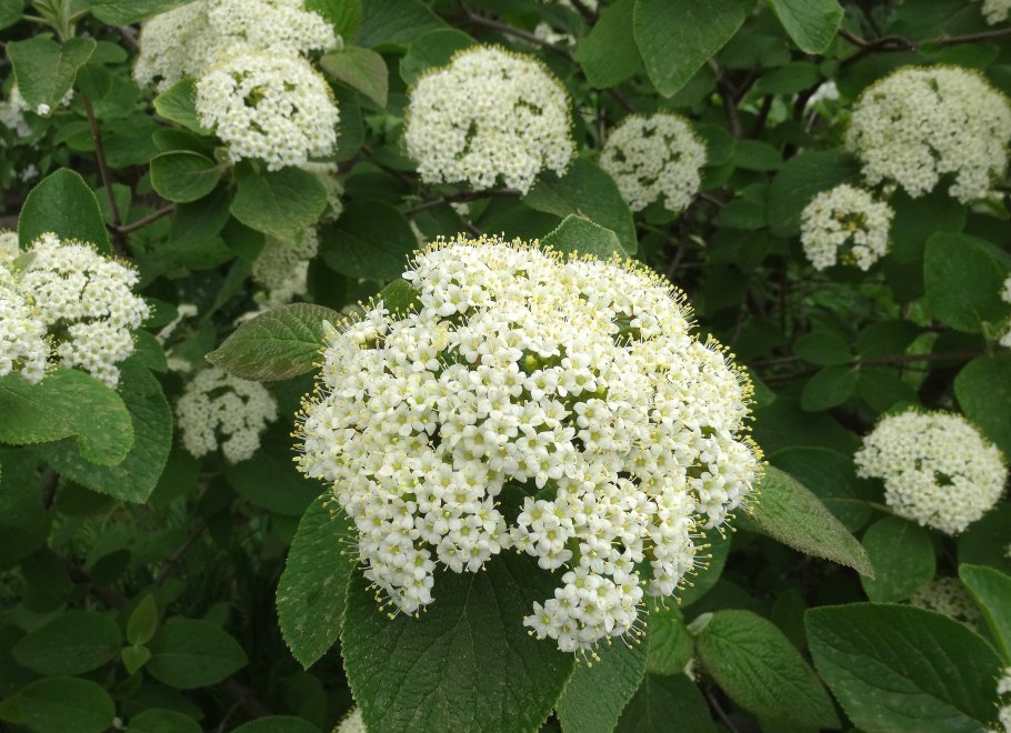 Калина обыкновенная Нанум