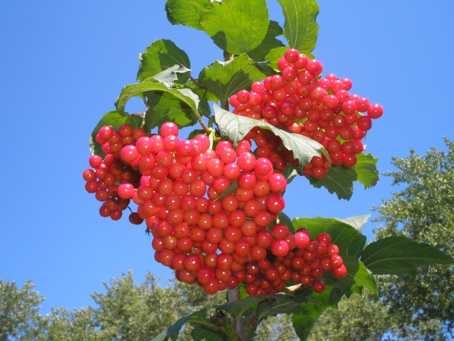 Калина обыкновенная Viburnum opulus с10