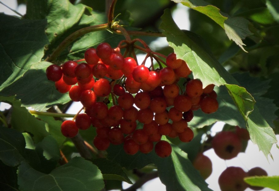 Калина обыкновенная opulus