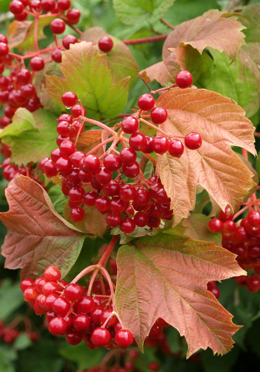 Ягода калина