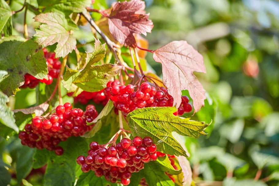 Калина плодовая Соузга