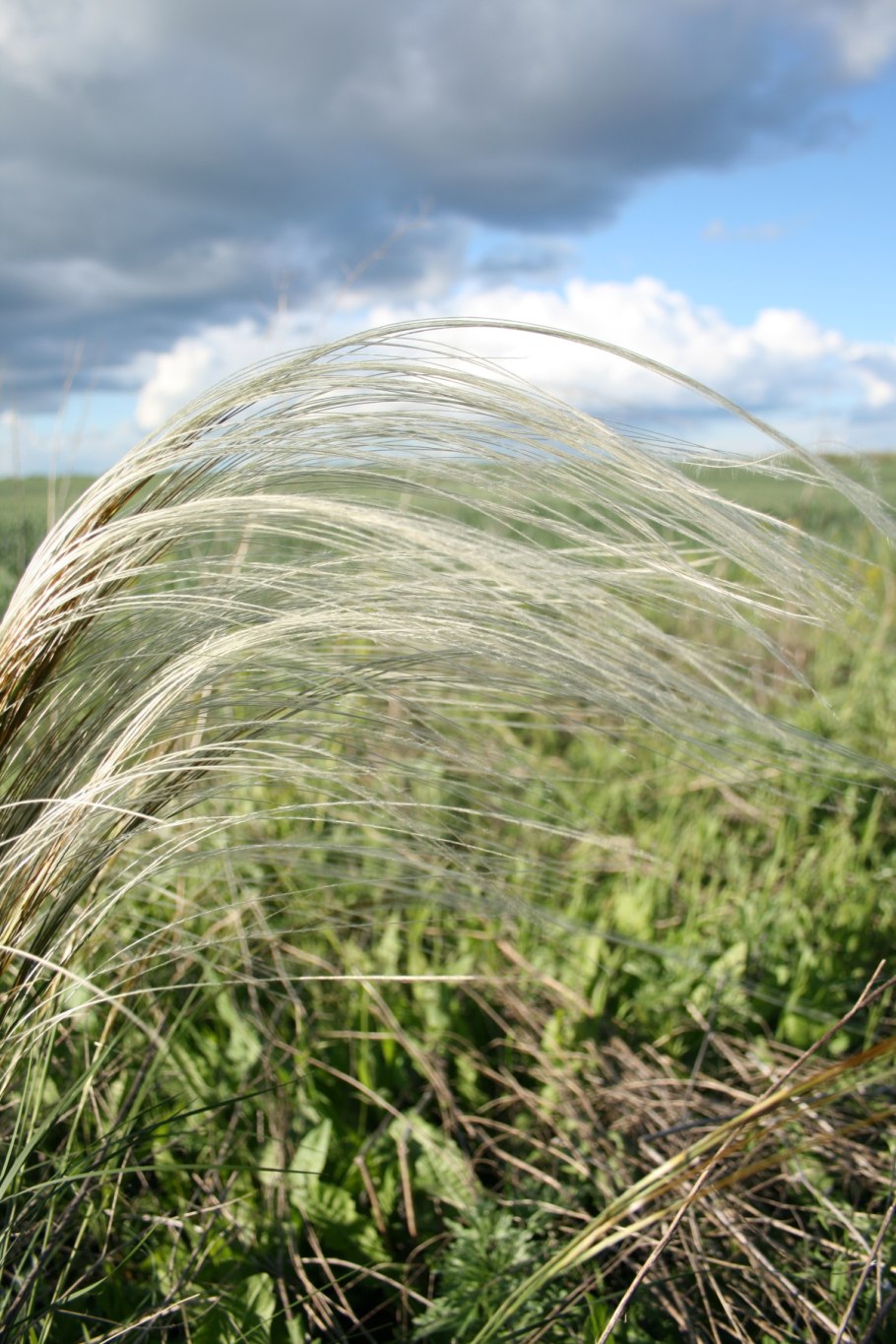 Ковыль гривастый