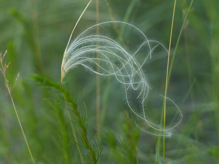 Ковыль (Stipa)