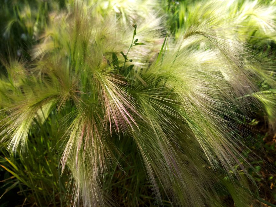 Ковыль волосатик (Тырса)