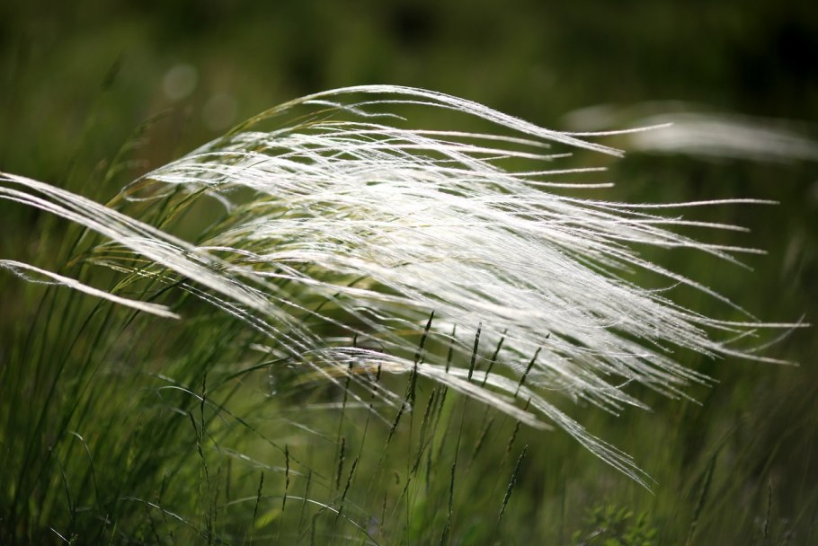 Ковыль перистый (Stipa pennata l.)