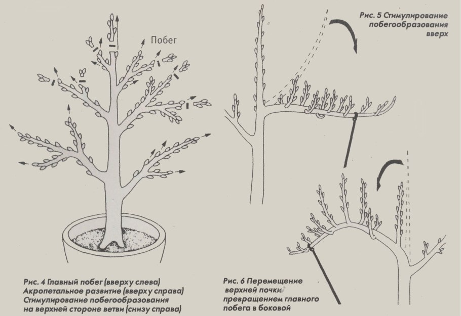 Бонсай обрезка и формирование