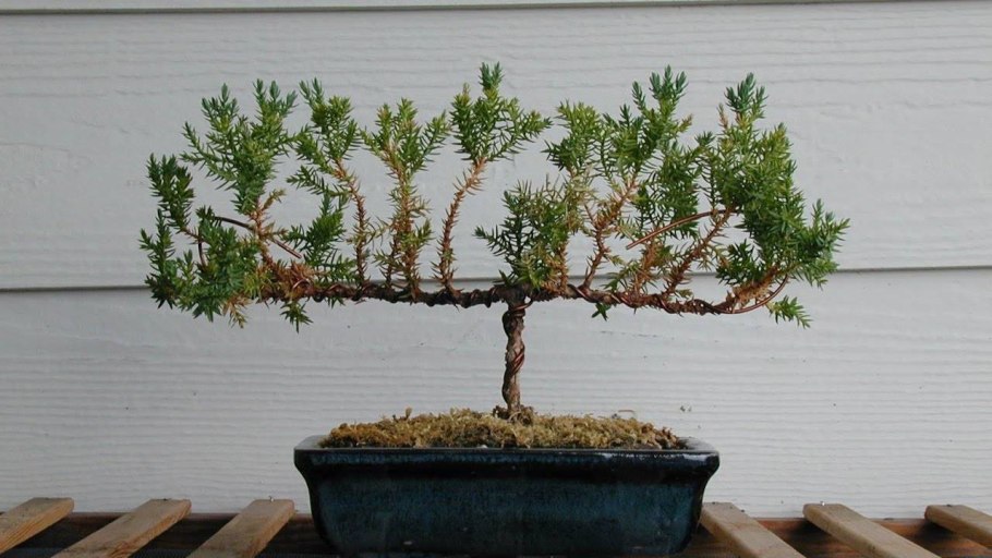 Бонсай дерево формировка