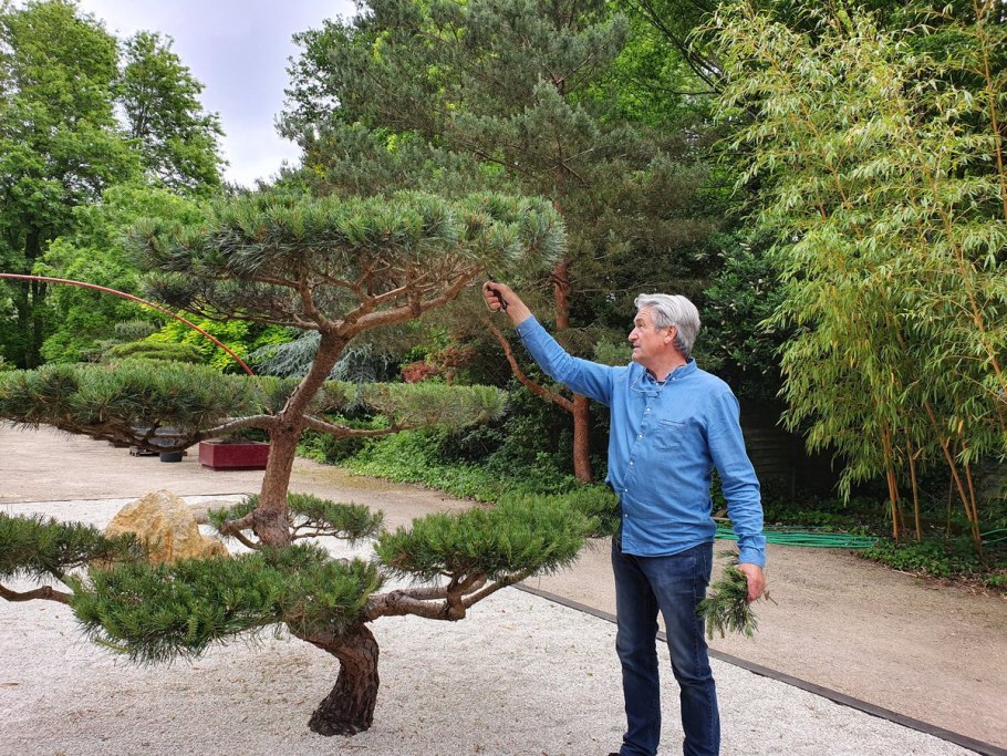 Сосна Веймутова ниваки