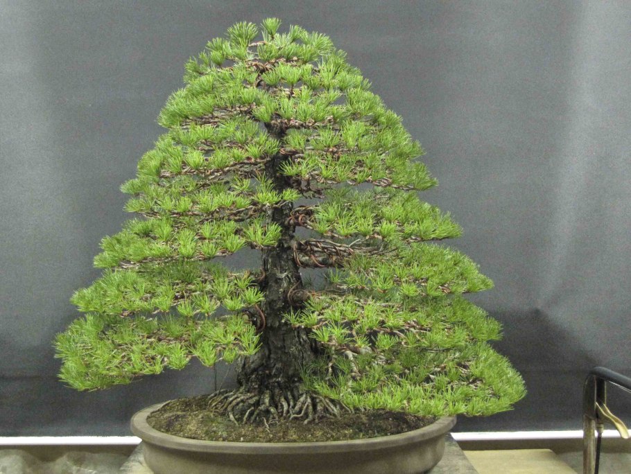 Обрезка саженцев яблони весной