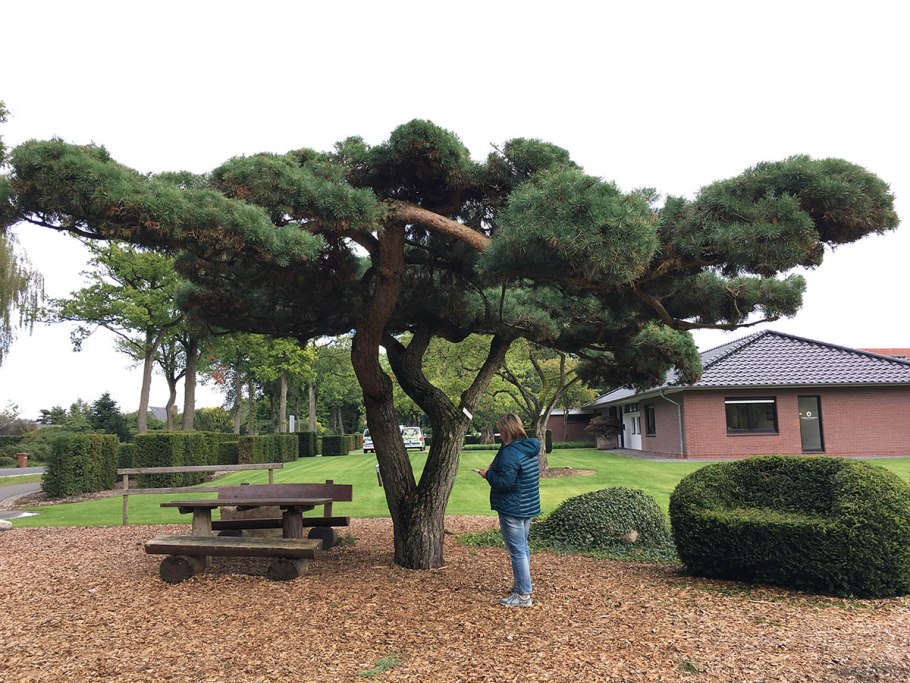 Бонсай ниваки крупномер