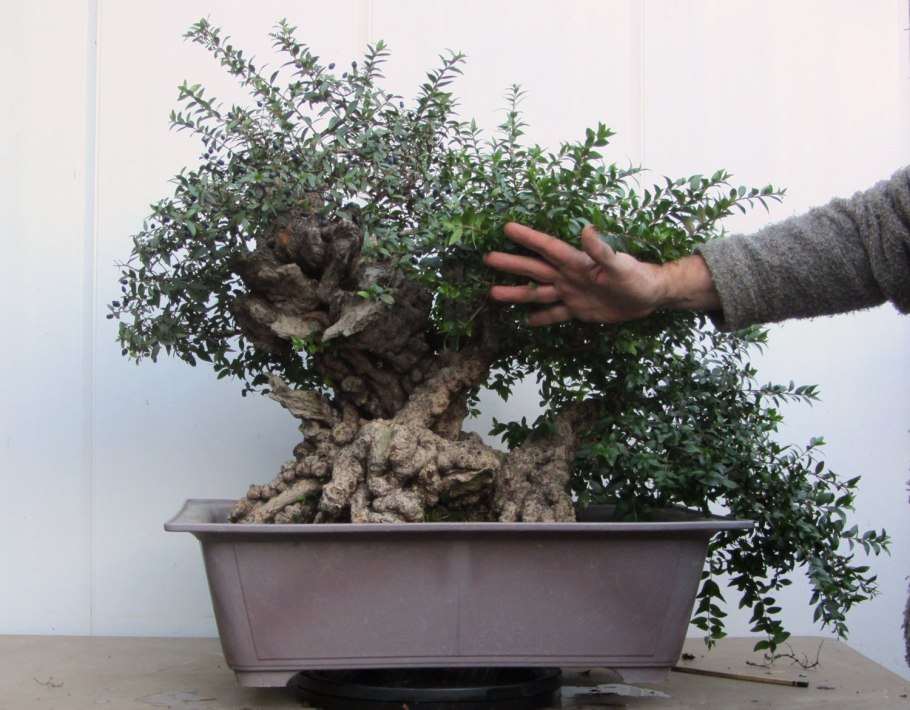 Мирт комнатное растение корни