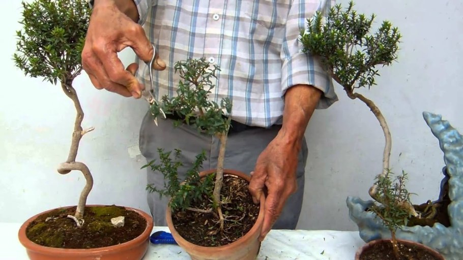 Кедровая сосна ниваки