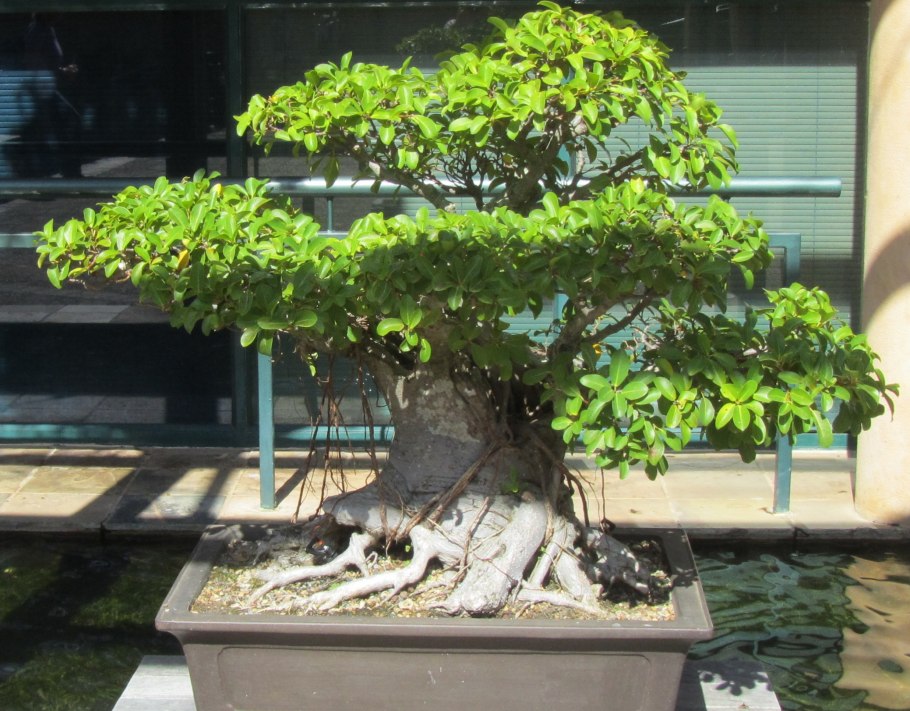 Яблоня Мельба формирование кроны