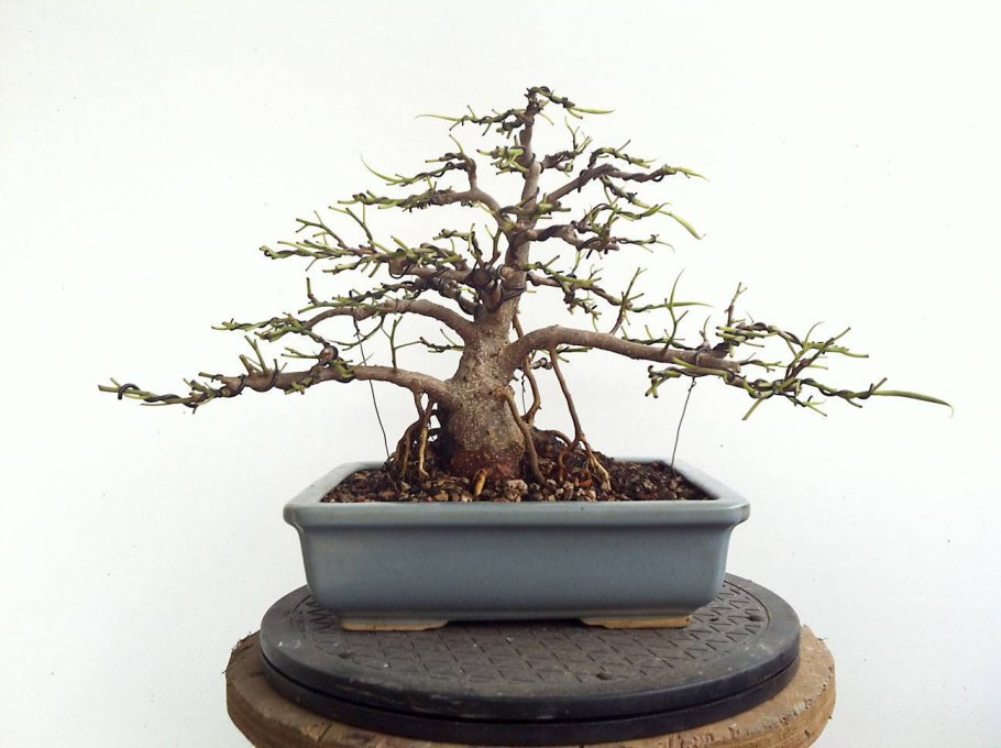 Сосна Веймутова ниваки