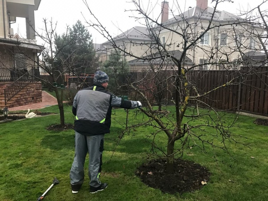 Можжевельник Мейери ниваки
