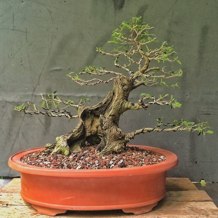 Сосна Горная ниваки