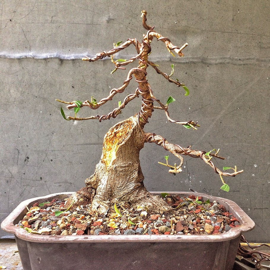 Кронирование яблони